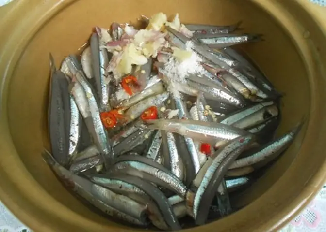 Cá Thầu Dầu Là Cá Gì