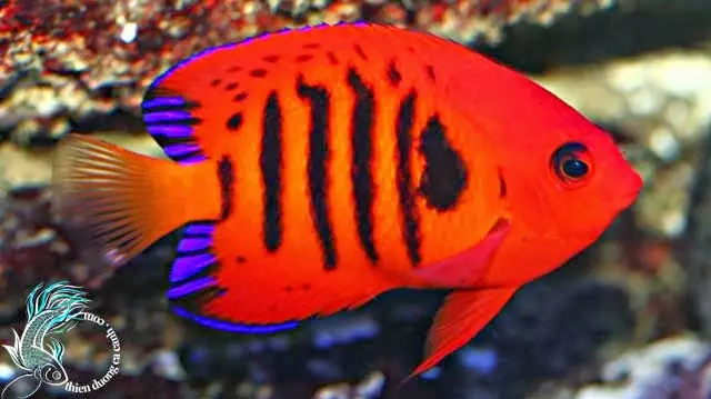 Cá Thiên Thần Lửa – Flame Angelfish: Vẻ Đẹp Rực Rỡ Cho Bể Cá Biển
