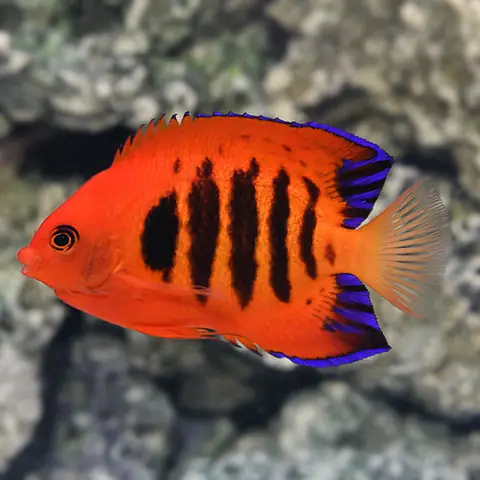 Cá Thiên Thần Lửa – Flame Angelfish: Vẻ Đẹp Rực Rỡ Cho Bể Cá Biển