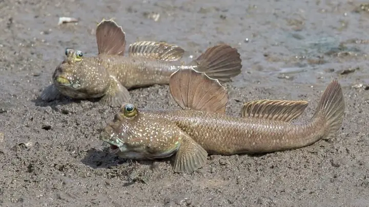 Cá Thòi Lòi Cần Giờ - 260k/kg