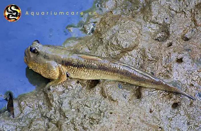 Cá Thòi Lòi Cảnh Là Gì? Giới Thiệu Tổng Quan Về Mudskippers