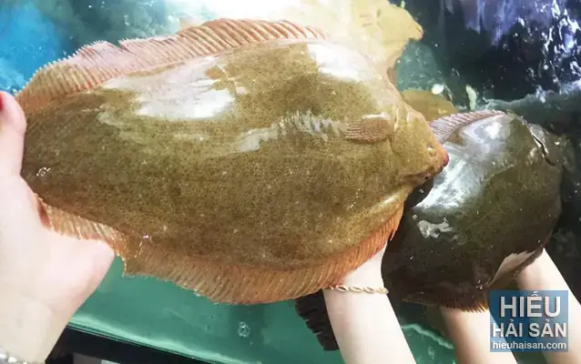 Tổng Quan Về Cá Thờn Bơn Nước Ngọt
