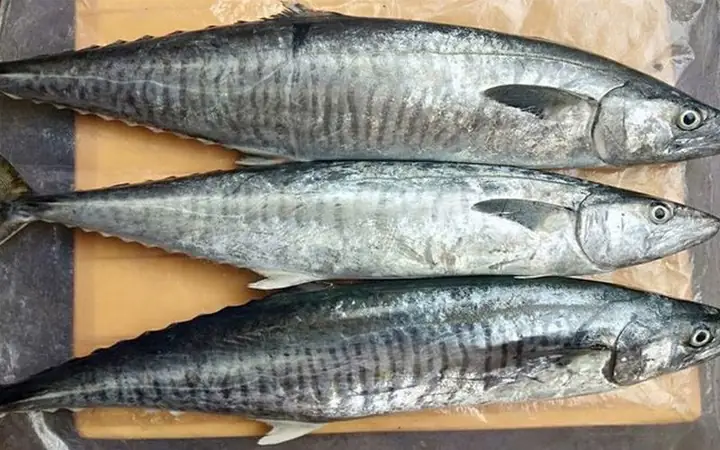 Cá Thu Có Mấy Loại? Tổng Hợp Các Loài Cá Thu Phổ Biến Nhất