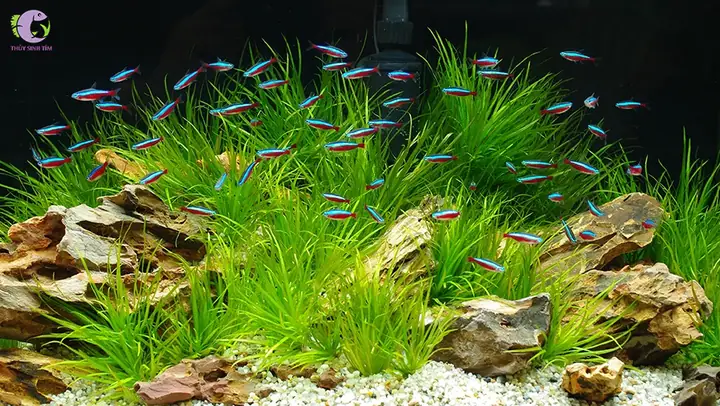 Cá Cảnh Bơi Theo Đàn - Neon (neon Tetra)