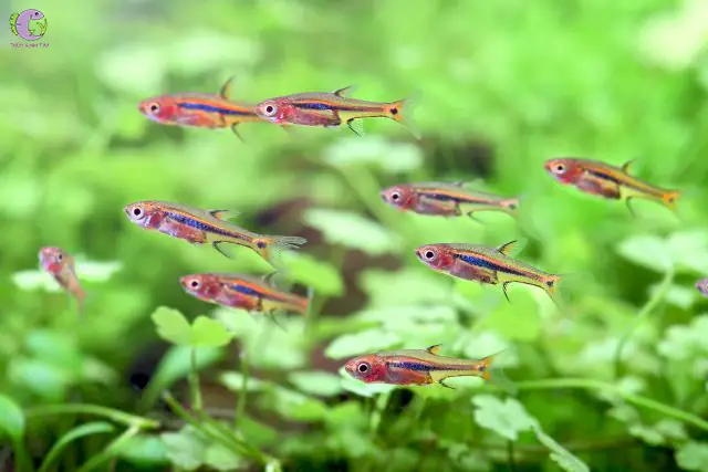 Cá Cảnh Bơi Theo Đàn - Trâm (boraras)