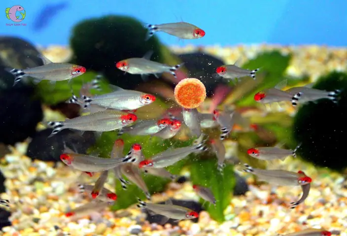 Cá Cảnh Bơi Theo Đàn - Sóc Đầu Đỏ (rummy Nose Tetra)