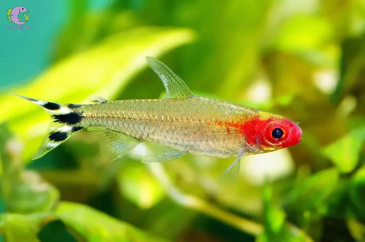 Cá Cảnh Bơi Theo Đàn - Sóc Đầu Đỏ (rummy Nose Tetra)