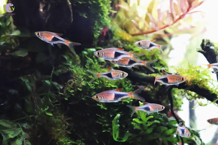 Cá Cảnh Bơi Theo Đàn - Tam Giác (harlequin Rasbora)