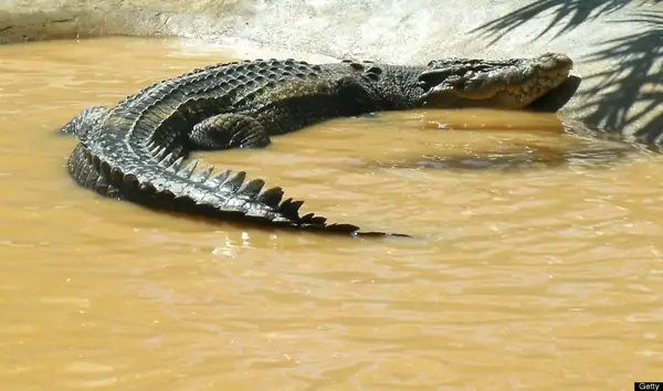 Cá To Nhất Thế Giới