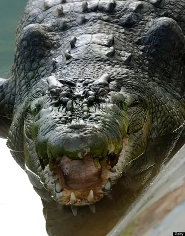 Cá To Nhất Thế Giới
