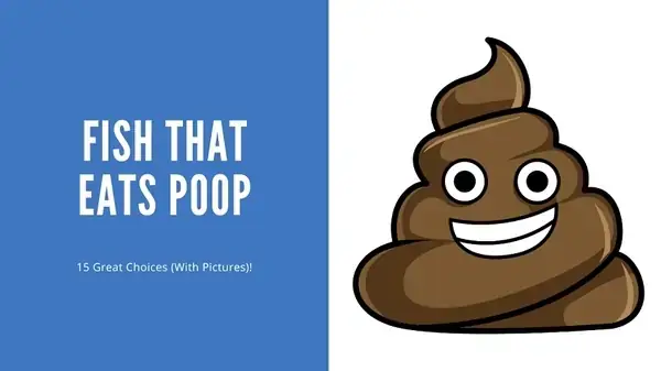 Tập Tính Sinh Học Và Chế Độ Dinh Dưỡng Tổng Quan Của Cá Tra