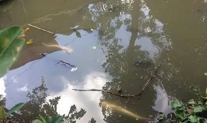 Cá Tra Bạch Tạng