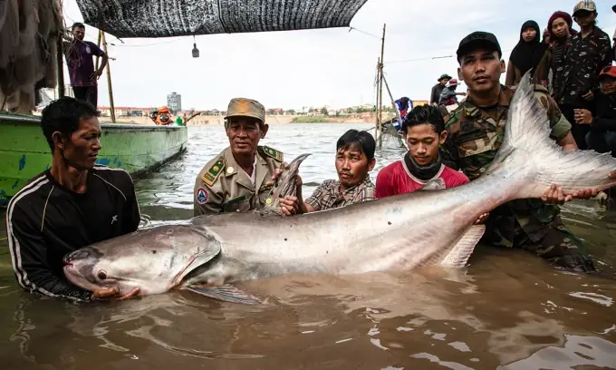 Cá Tra Dầu Khổng Lồ Sông Mekong Bị Bắt Hôm 10/12. Ảnh: Afp/chhut Chheana/usaid Wonders Of The Mekong