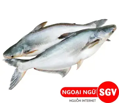 Nguồn Gốc Và Đặc Điểm Sinh Học Của Cá Tra (pangasianodon Hypophthalmus)