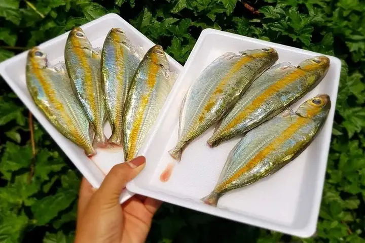 Mua Cá Trác Ở Đâu?