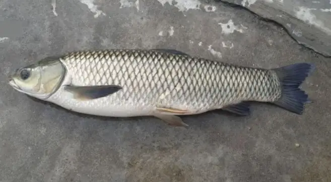Cá Trắm Ăn Ở Tầng Nước Nào