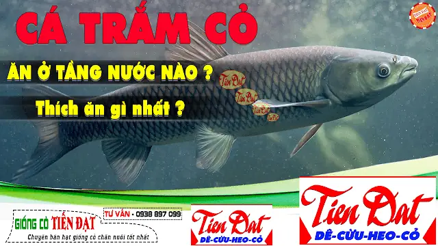 Cá Trắm Cỏ Ăn Ở Tầng Nước Nào ? Cá Trắm Cỏ Thích Ăn Gì Nhất
