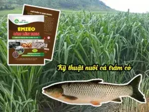 Thả Cá Trắm Cỏ Giống Vào Ao