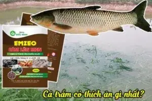 Chuẩn Bị