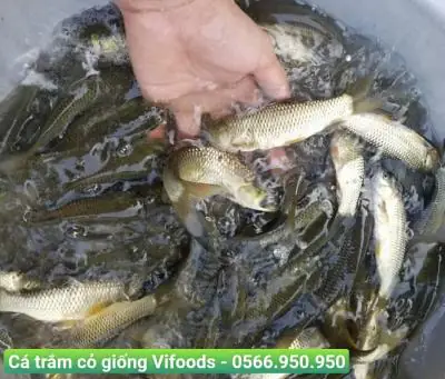 Cá Trắm Cỏ Giống: Chọn Giống, Kỹ Thuật Nuôi Hiệu Quả & Giá Cả Mới Nhất