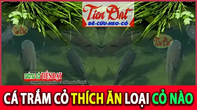 Cá Trắm Cỏ Thích Ăn Loại Cỏ Nào ?