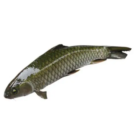 Một Số Đặc Điểm Của Cá Trắm
