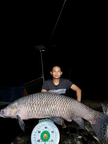 Câu Được Cá Trắm Đen Nặng Hơn 50kg, To Bằng Người Trưởng Thànhđọc Ngay