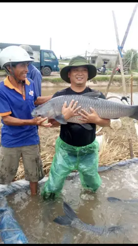 Nam Định: Ao Cá "khủng" Nuôi Toàn Cá Trắm Đen "siêu To Khổng Lồ", Doanh Thu 6-7 Tỷ/năm