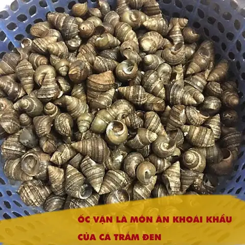 Cá Trắm Đen Thích Mùi Gì? Bật Mí "bí Mật Mùi Hương" Thu Hút Cá Trắm Đen Hiệu Quả Nhất