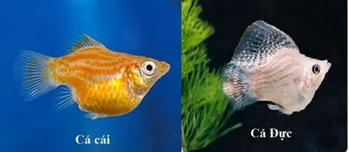 Cá Trân Châu Sinh Sản Thế Nào