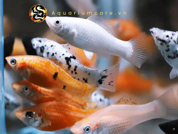 Cá Trân Châu Đuôi Én: Chăm Sóc, Nuôi Dưỡng Và Bí Quyết Thành Công