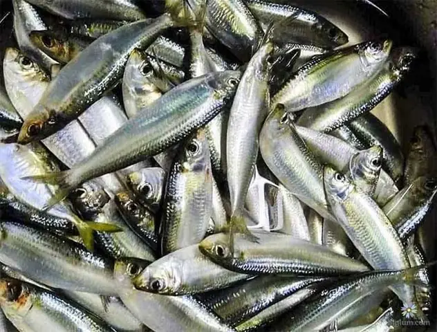 Cá Trắng Nước Ngọt: Toàn Cảnh Nuôi, Đặc Điểm & Kinh Nghiệm Thành Công