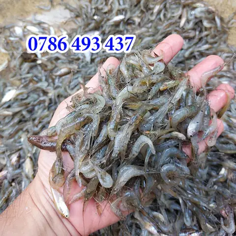 Cá Trê Ăn Mồi Gì? Cẩm Nang Dinh Dưỡng & Kỹ Thuật Cho Ăn Hiệu Quả