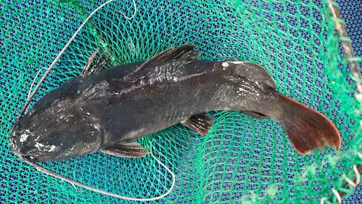 3cá Lăng Mua Ở Đâu? Cá Lăng Bao Nhiêu 1kg?