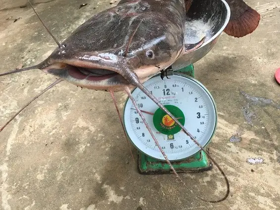 Cá Trê Lai To Nhất: Bí Mật Về Loài Cá "quái Vật" Siêu Tốc Độ