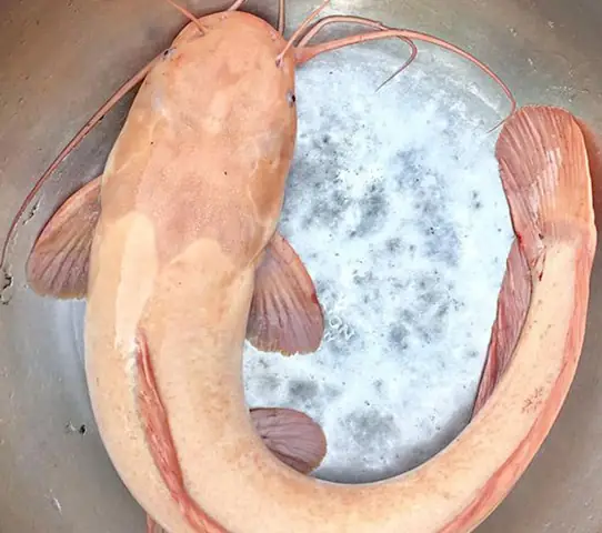 Cá Trê Màu Vàng Có Ăn Được Không? Đặc Điểm, Công Dụng Và Cách Chế Biến Ngon