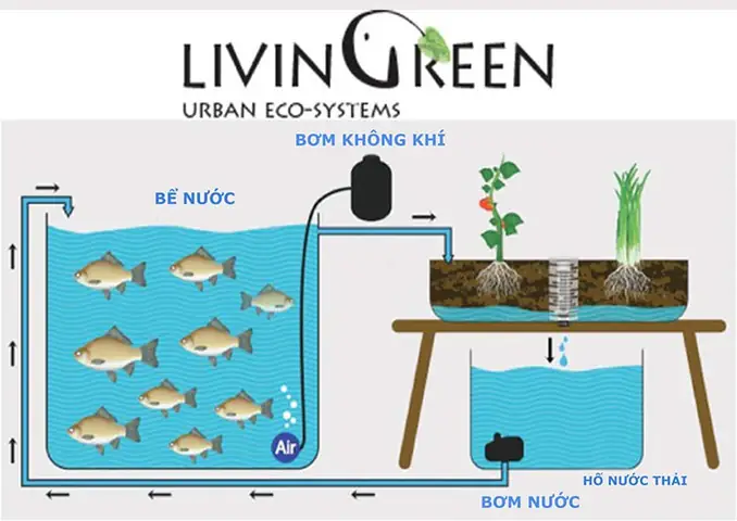 Bí Mật Về Công Nghệ Nuôi Cá Trên Sa Mạc