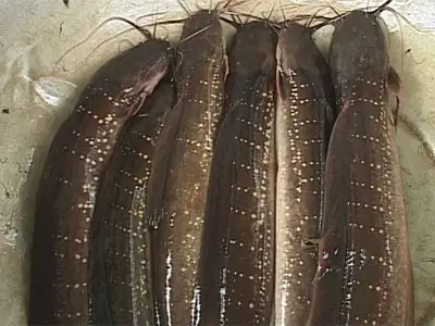 Cá Trê Suối Phú Quốc