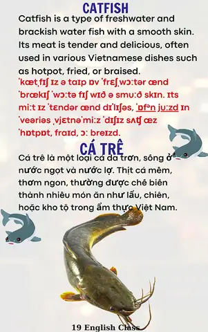 Cá Trê Tiếng Anh Là Gì? Tất Tần Tật Về Catfish