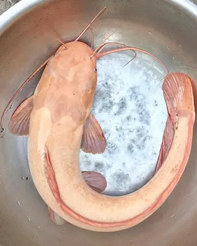 Cá Trê Trắng Tâm Linh: Linh Vật Huyền Bí Giữa Thế Giới Hiện Tượng