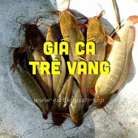 Cá Trê Vàng Giá Bao Nhiêu? Bảng Giá & Toàn Cảnh Nuôi Trồng Mới Nhất