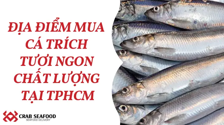 Cá Trích Sống Ở Đâu? Khám Phá Môi Trường Sống, Phân Loại Và Lợi Ích Sức Khỏe