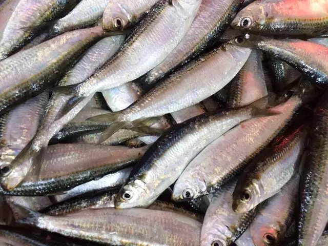 Cá Trích Sống Ở Đâu