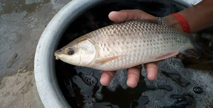 Phát Huy Thế Mạnh Cá Trôi Ấn Độ