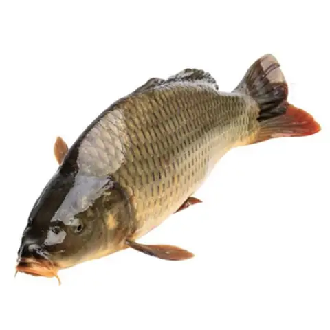 Cá Chép Kingfoodmart