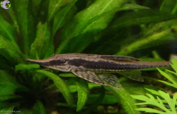 Cách Chăm Sóc Cá Trực Thăng Đen Royal Farlowella Whiptail Catfish Cách Chăm Sóc Cá Trực Thăng Đen Royal Farlowella Whiptail Catfish