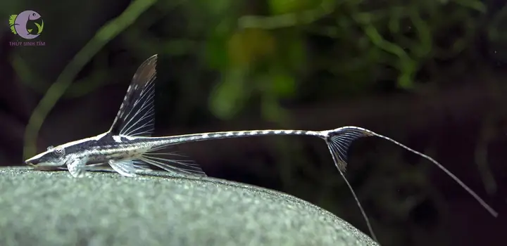 Cách Chăm Sóc Cá Trực Thăng Đen Royal Farlowella Whiptail Catfish