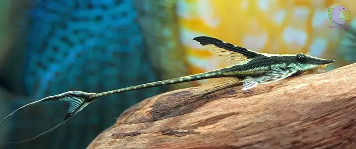 Cá Trực Thăng Đen Royal Farlowella Whiptail Catfish - 1