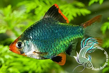 Cá Tứ Vân Xanh: Cẩm Nang Nuôi & Chăm Sóc Từ A-z