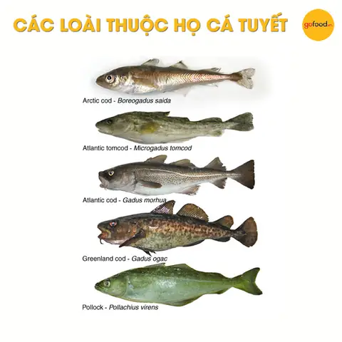 Có Mấy Loại Cá Tuyết?